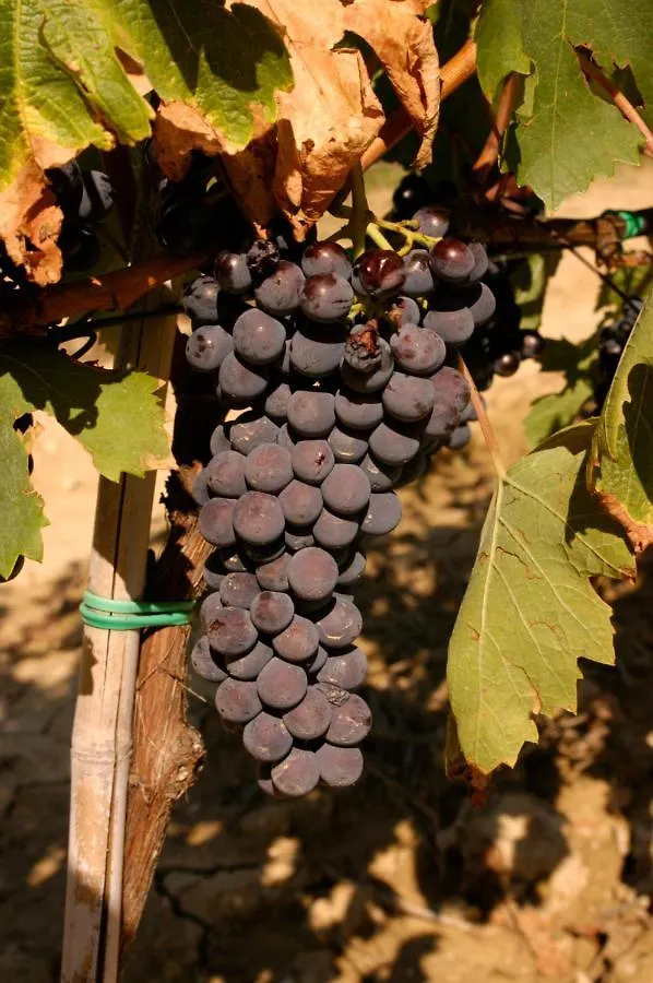 Agriturismo Il Selvino Terricciola 0*,